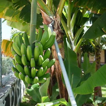 Apartmán Cactus Canary Rent *