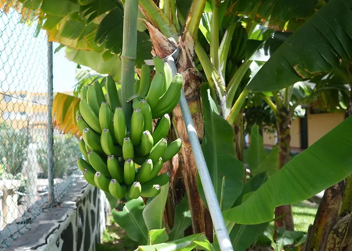 Apartment Cactus Canary Rent *