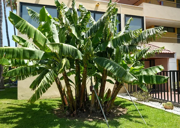 Apartament Cactus Canary Rent *