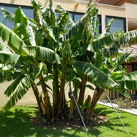 Appartement Cactus Canary Rent *
